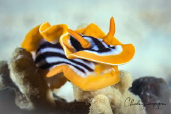 Nudibranchia of Red Sea ! by Claude Lespagne 